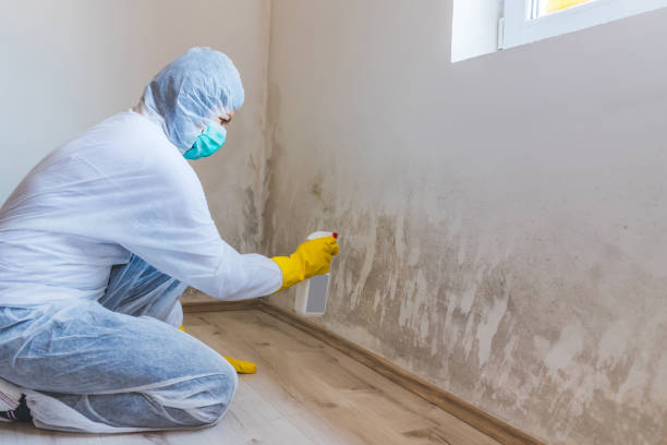 Black mold inspection in Edgewood